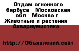 Отдам огненного барбуса - Московская обл., Москва г. Животные и растения » Аквариумистика   
